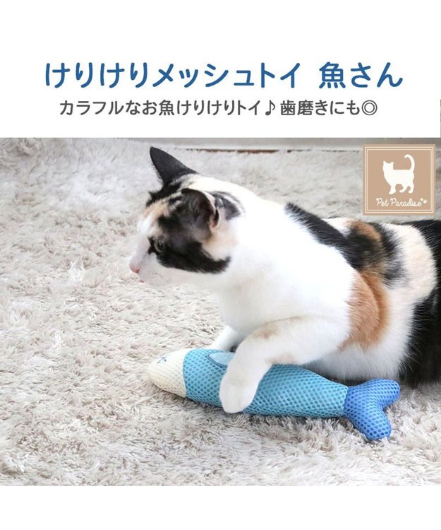 超簡単！「歯ブラシかみかみ磨き」で猫のお口の健康を守ろう！ねこのきもちWEB MAGAZINE