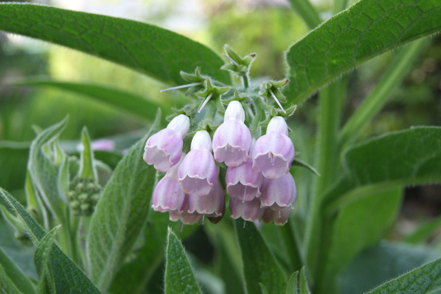 野草コンフリーが使える！ 自称・コンフリーの広報担当者 簡単液肥、マルチ、堆肥、苗販売も - 現代農業WEB