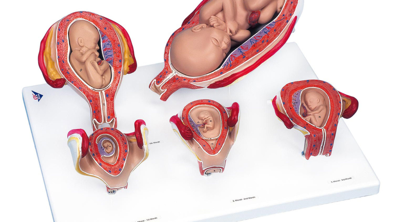 独立行政法人 国立病院機構 横浜医療センター 産婦人科