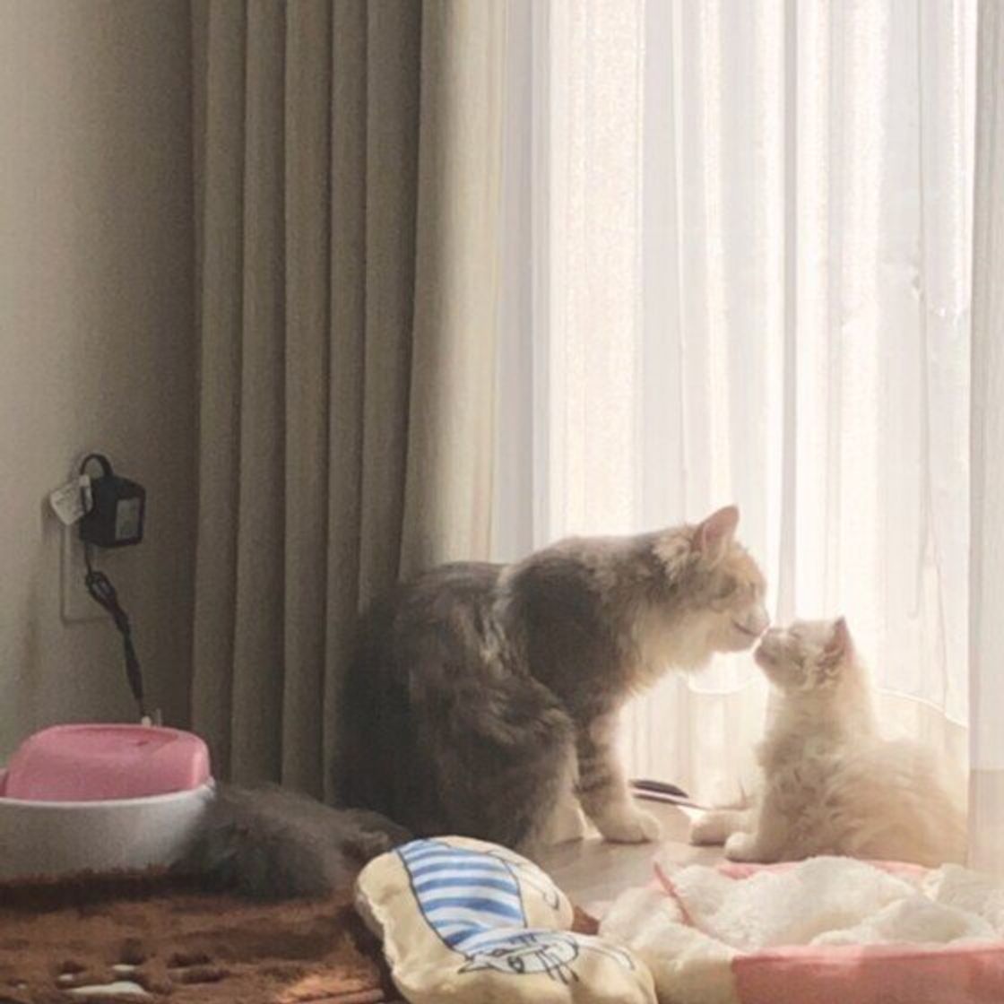 猫のアログルーミングってなに？その意味と理由を解説ぽぽねこの読みもの – ぽぽねこ公式オンラインショップ