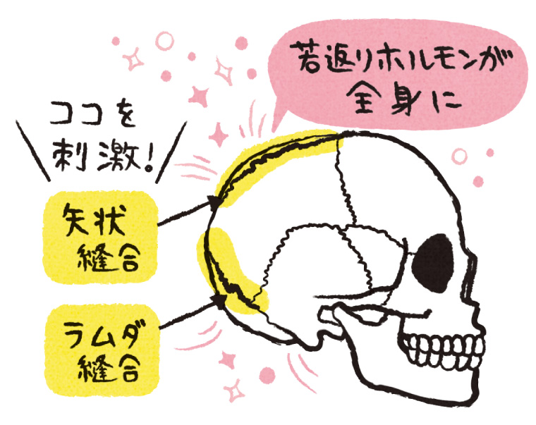 なぜ年を取ると顔の形が変わるの？恐怖の「顔面崖崩れ」が起こる理由は「骨」Precious.jp プレシャス
