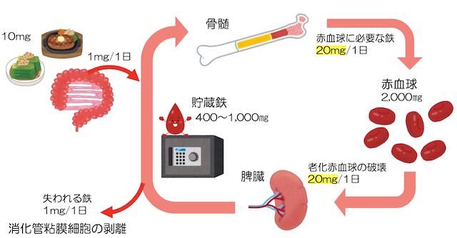 赤血球」の体をめぐる冒険！ 酸素・二酸化炭素を運ぶしくみと、血液の健康を保つ方法 親子で人体を学ぶHugKum はぐくむ
