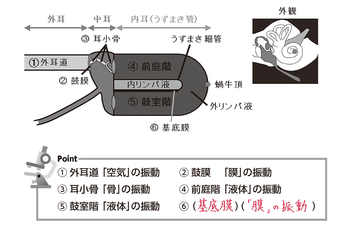 耳の解剖と聞こえについてSTナビ