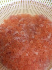 いくらのしょうゆ漬け すじこから簡単に