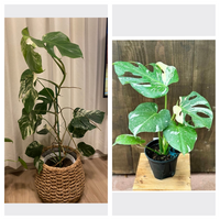 モンステラの剪定で切る位置は?失敗しないための剪定時期や重要な成長点の場所など紹介!えみhanaガーデン