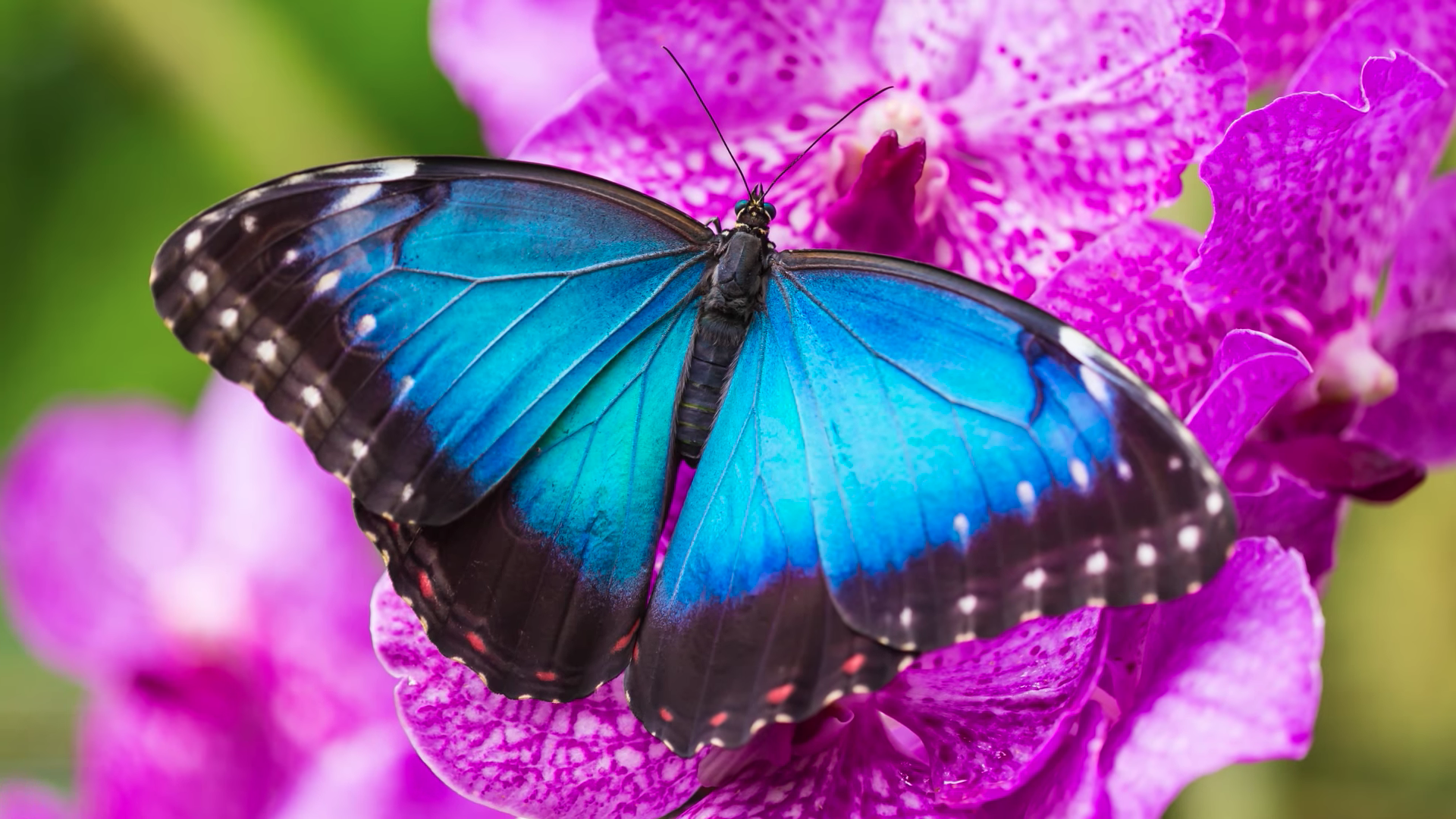 青いものといえば何を連想する？食べ物やキャラクターなど100人に聞いたランキングや連想するエピソードを紹介 - といえば