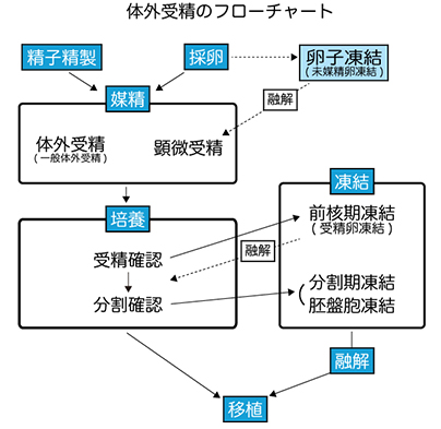 体外受精をお考えの方へはなおかIVFクリニック品川JR大崎駅徒歩90秒不妊治療、体外受精専門クリニック