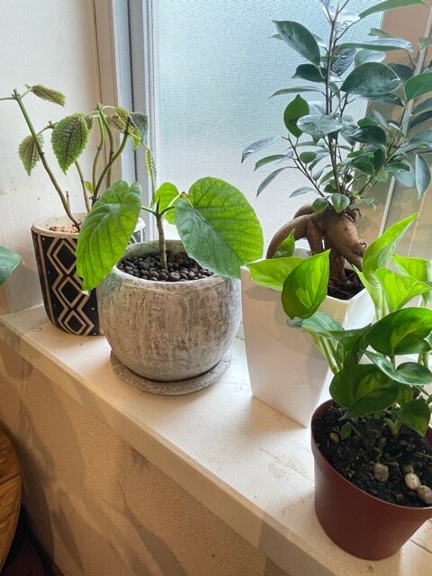 ウンベラータを挿し木で増やそう！適した時期や水挿しのやり方を紹介🍀GreenSnap グリーンスナップ