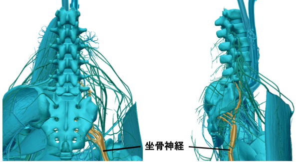 座骨神経痛 神経圧迫 広範囲に症状ヨミドクター 読売新聞