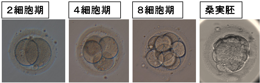 知っておきたい！妊娠のしくみロート製薬: 商品情報サイト