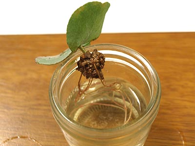 ユーカリの特徴・実用例・通販 – Seeding