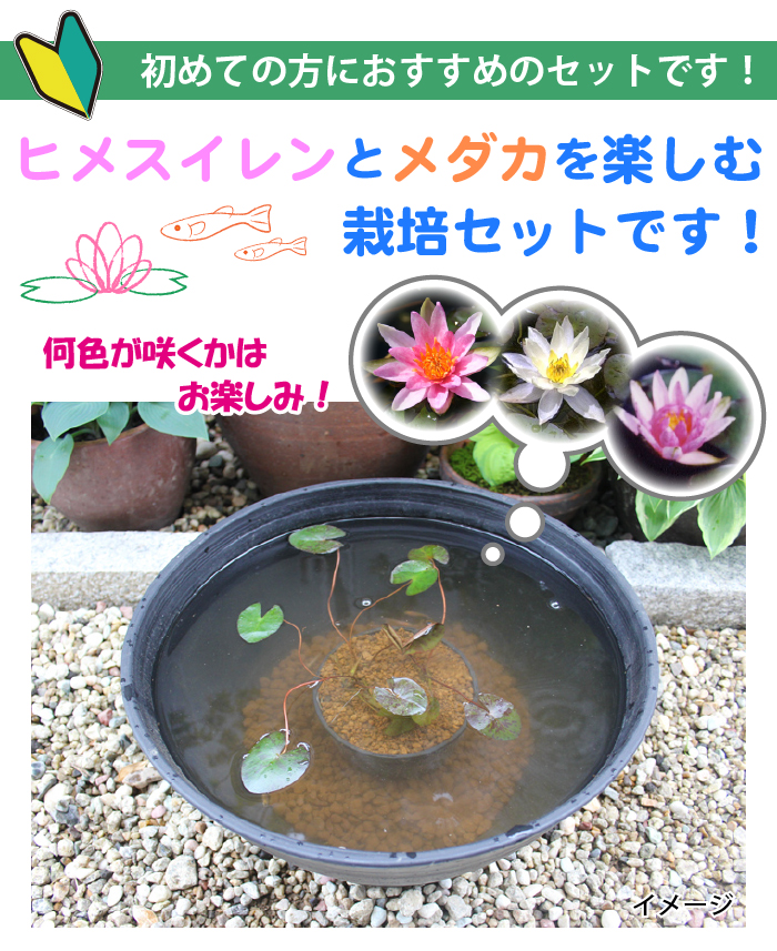 蓮 ハス の簡単植え替え、株分け方法！毎年必ずしてください！メダカ睡蓮ビオトープ