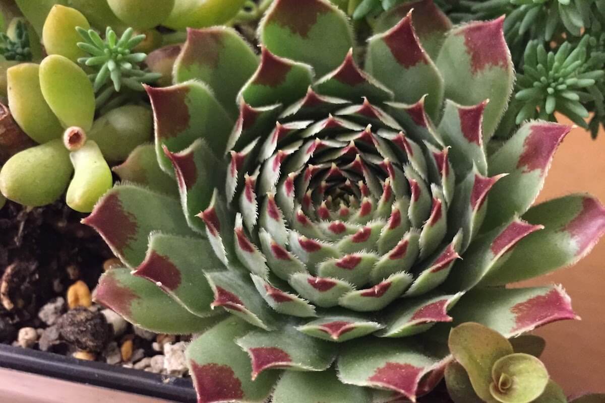 センペルビウムの育て方多肉植物研究家が殖やし方や仕立て直しの方法を解説！「巻絹」や「ブルーボーイ」など人気種も紹介農業・ガーデニング・園芸・家庭菜園マガジン AGRIPICK