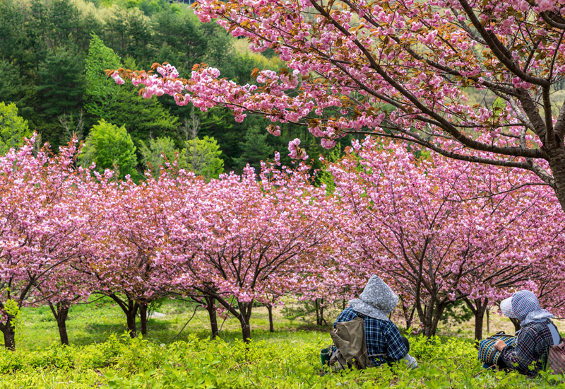 還暦とは・ 長寿のお祝い協榮式典-協栄式-所沢-葬儀-葬式