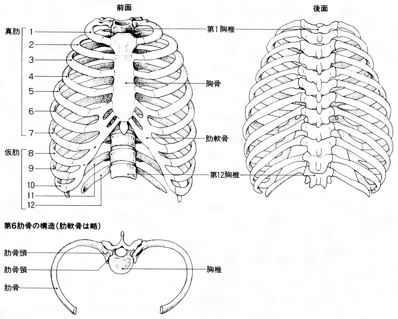 韓国整形 鼻整形 自家肋軟骨を使用した鼻整形について公式 ラミチェ美容外科