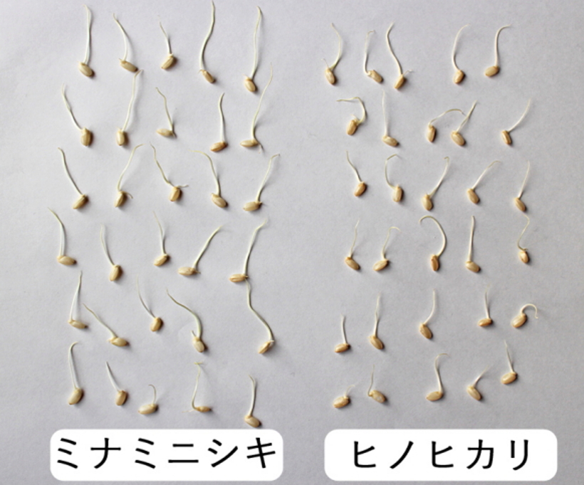 稲の発芽NHK for School