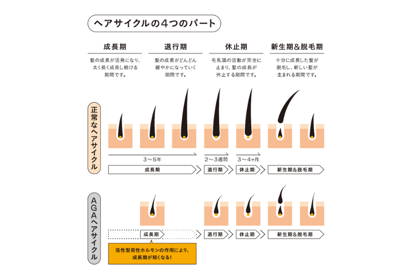 ヘアサイクル 毛周期 って何？発毛から脱毛まで、髪の一生を追ってみよう！ケフトルEX 公式サイト