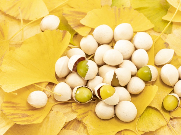 ギンナン」を食するまでには手間がかかる農畜産物長野県のおいしい食べ方