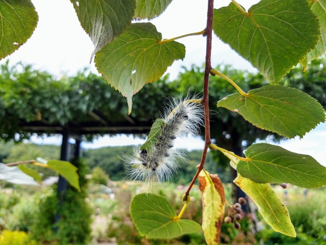 スモモの有機栽培の記録2017年-2018年 初めて太陽を数個収穫できました