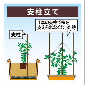 ピーマンのプランターでの育て方・栽培方法