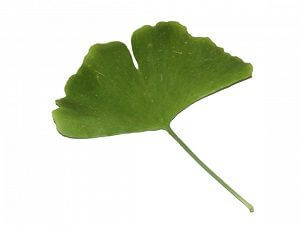 イチョウ葉エキス 1 ～人は血管と共に老いる～