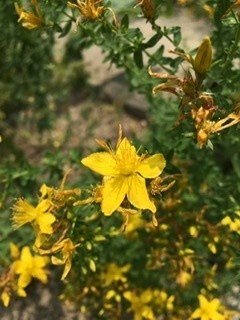 セイヨウオトギリソウ-千葉大学墨田漢方研究所ブログ