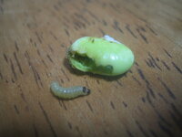 検品では防ぐことが難しい虫の混入について検品では防ぐことが難しい虫の混入について最近の気になる話題から輸入冷凍野菜品質安全協議会凍菜協 とうさいきょう