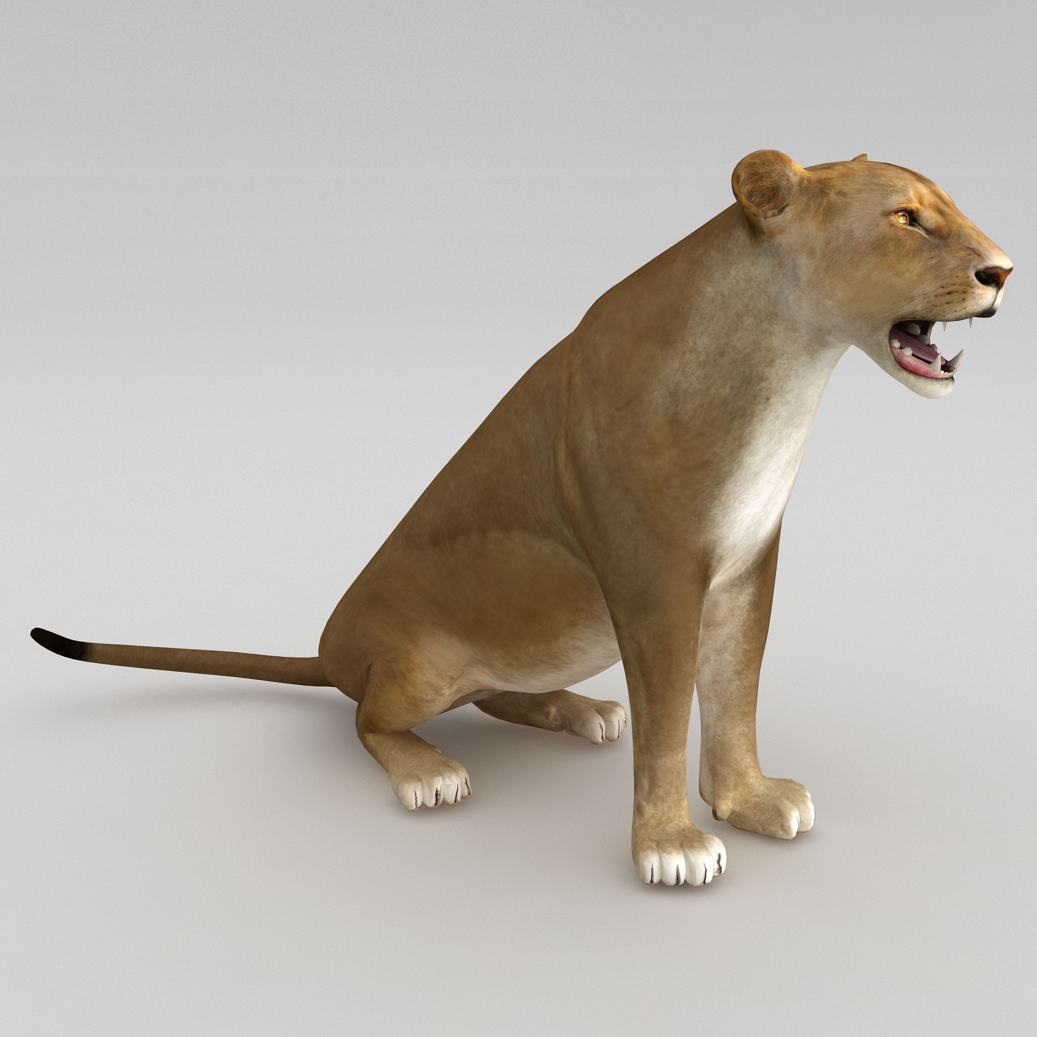 新聞ヨガ＞25・シンハーサナ ライオンのポーズ ：東京新聞デジタル