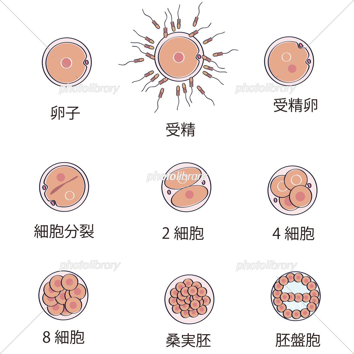 受精後の卵子発育12段階モデル II型日本スリービー・サイエンティフィック