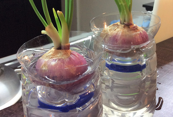 ペットボトル鉢 水はけ良好野菜売り場のミント 100均のマスキングテープでおしゃれに！ハンドメイドの作り方・アイデア暮らしニスタ