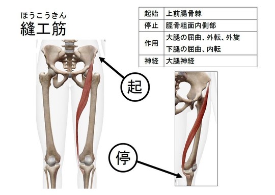 全身の筋肉 － 大腿部 - 名古屋市西区の椎間板ヘルニア・腰痛整体 AandK Therapy Studio