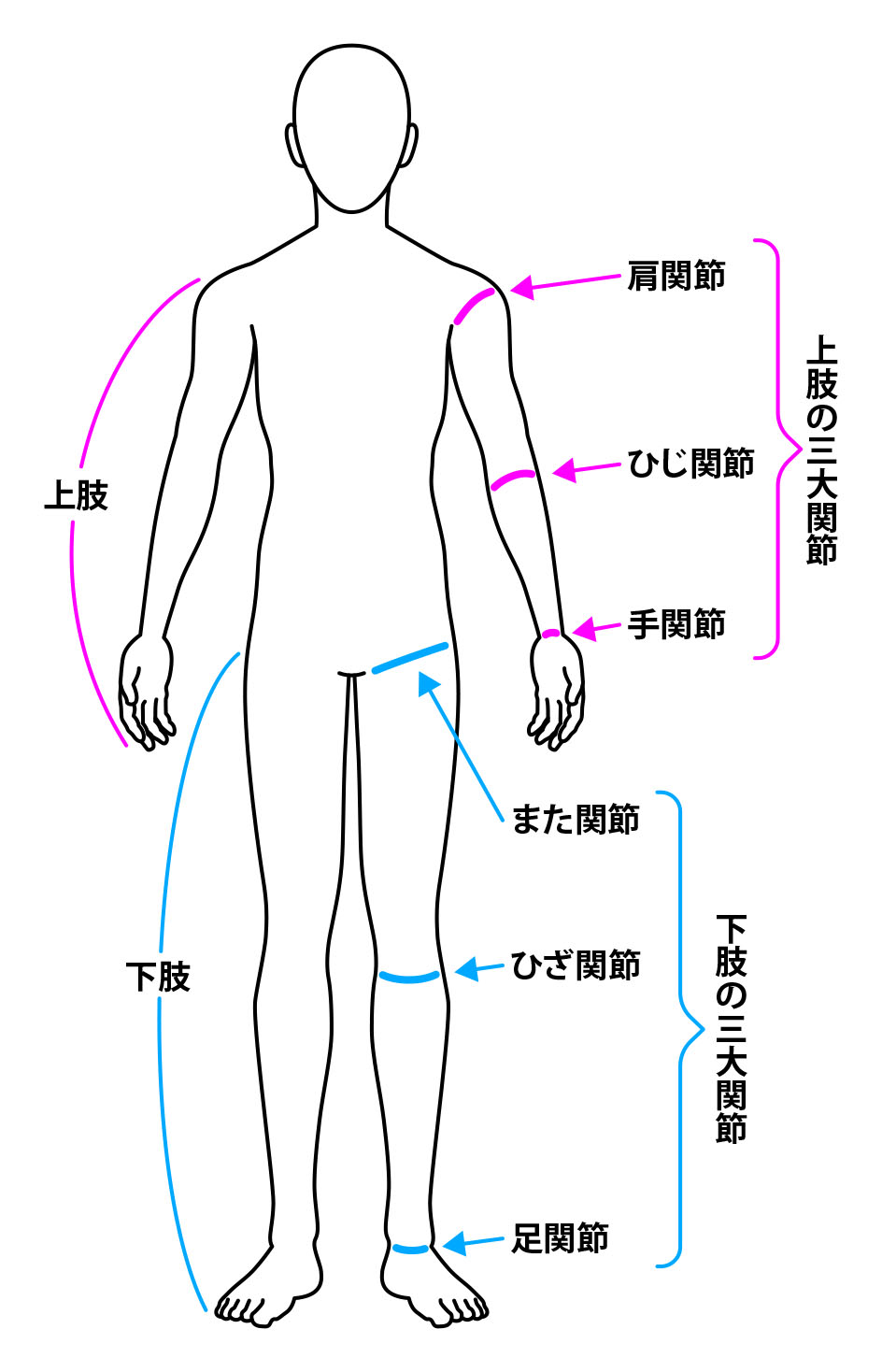 図解 骨格診断とは？骨格3タイプの特徴を徹底比較MATOI