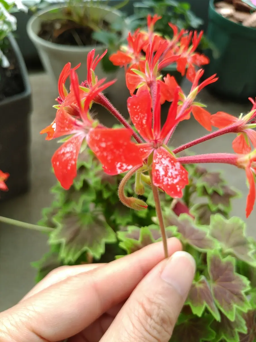 ゼラニウムが高温障害で白い葉に: 青山〜チトフナぱせり日記