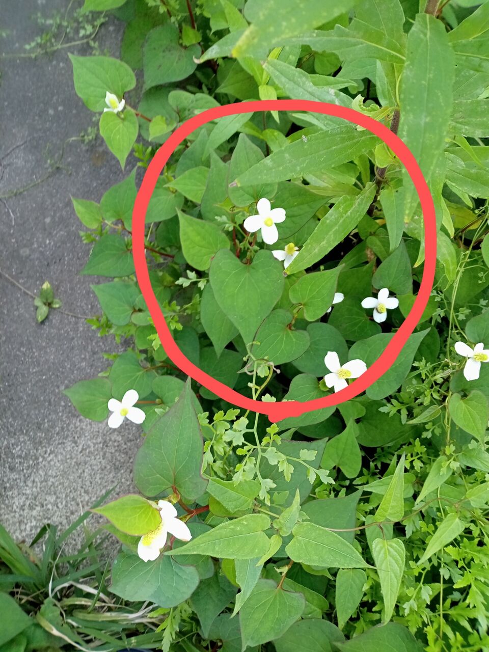 ドクダミで作る天然虫よけ・かゆみ止め - 地のものメディア