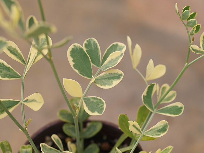 おはようございます！カーメン君です コロニラ バレンティナ バリエガータ といいます黄色い元気お花と何と言ってもこの斑入りの葉っぱが明るく元気出ますよね マメ科の植物になるので葉っぱもお花も言われてみると豆っぽい・。 結構育てやすく環境に合えば難しく