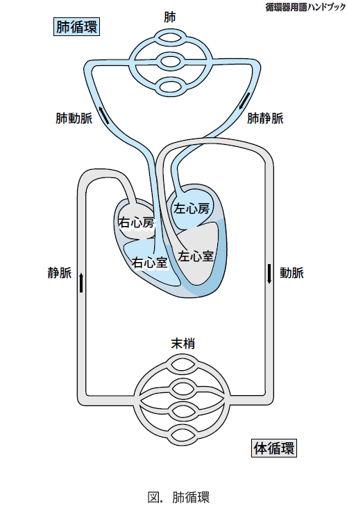 体循環イラスト無料イラスト・フリー素材なら「イラストAC」