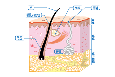 医者が教える人生が変わる美容大辞典」医療系 肌断面図 皮膚構造 イラスト : イラストレーター清水利江子の日々blog