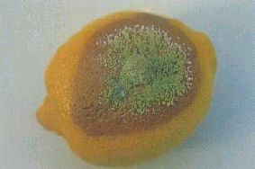 要注意🍎 パツリン Penicillium expansum とリンゴのカビ毒リスク加工品も安心のためにできる対策プロの作業内容カビ 取り・検査は｢カビバスターズ東京｣