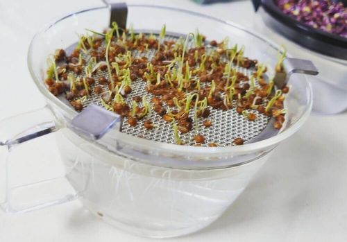 芽出し ほうれん草、その名は『むさし』あおこさんのやることリスト