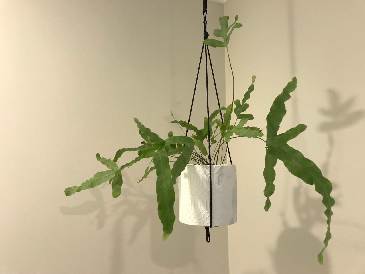 フレボディウム・ブルースター 育て方付き 猫の尾の様な根茎が魅力