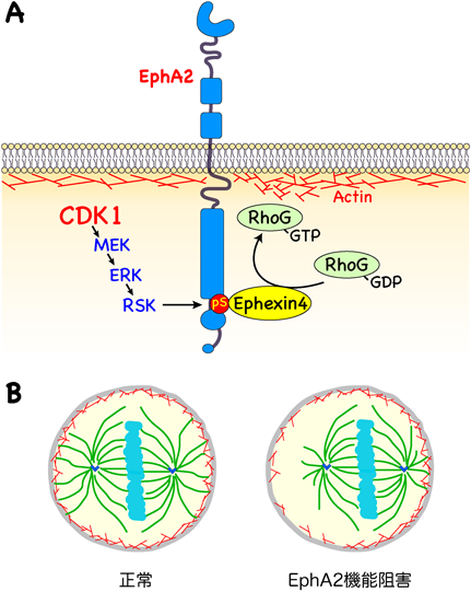 274 1月22日 ～タンパク質リン酸化～