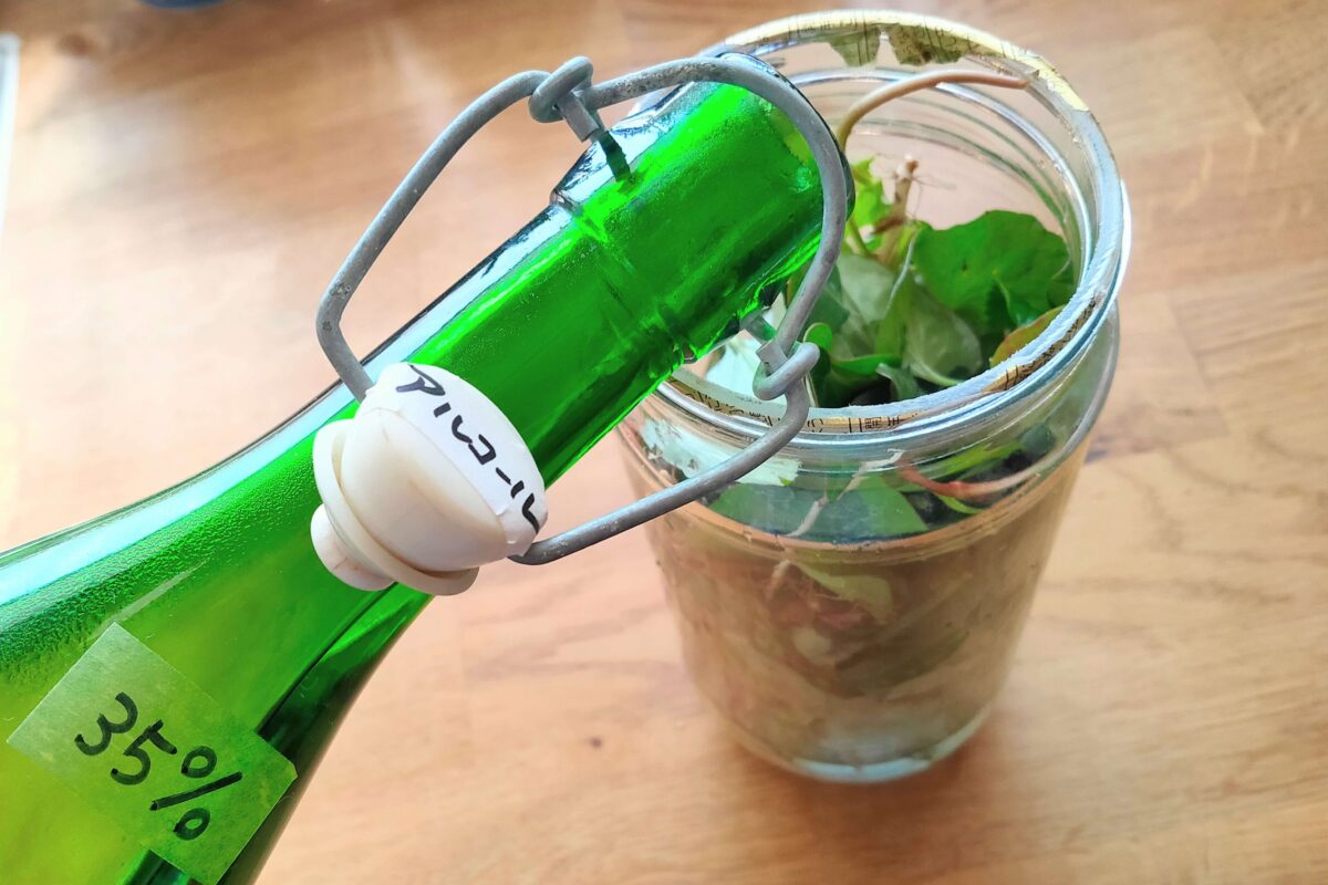 実践レポ ドクダミのすごい効能◎どくだみ化粧水の作り方とその効果も紹介