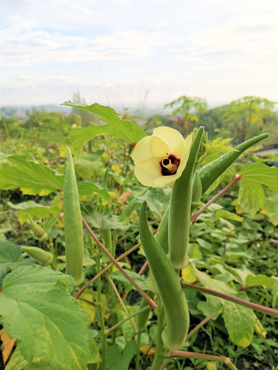 オクラと相性の良いコンパニオンプランツは？ 混植してはいけない組み合わせや、前作・後作におすすめな野菜まで一挙解説マイナビ農業