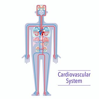 血液循環 医師の解剖学 冠状動脈 ベクター, 医者, 解剖学, 冠状イラスト画像、PNGフリー 素材の、ロイヤリティフリ