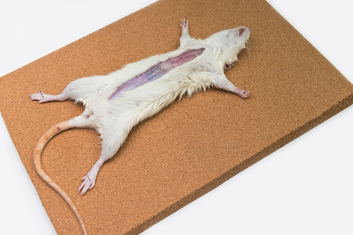 無菌室での実験用ラットの解剖。若い科学者のグループが、アルビノラットを使って分析し、実験を行います。実験室の実験と動物の実験。ラボのテーブルにマウスを置きます。」の動画素材 ロイヤリティフリー 1007556280Shutterstock