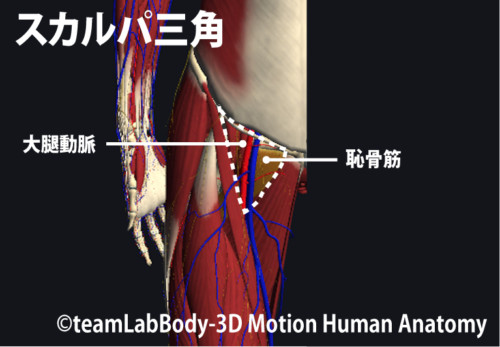 恥骨筋：ちこつきん筋肉のハナシ
