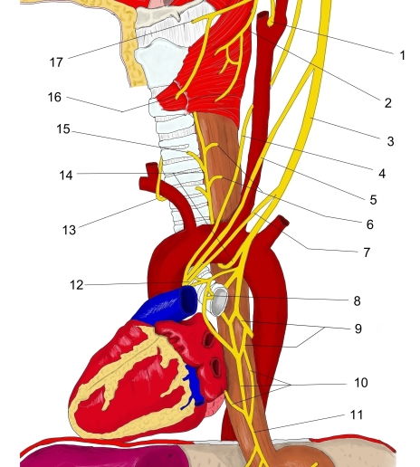 29 迷走神経 High Res Illustrations - Getty Images