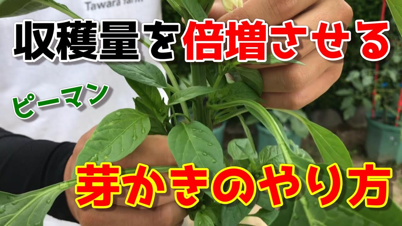 ピーマンのプランターでの育て方！ベランダ菜園でも多収を目指す方法！BOTANICA