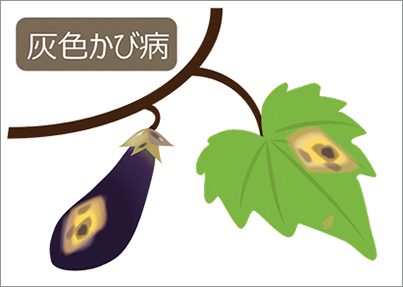 ナス実が茶色い白いカビ褐色腐敗病ミライ菜園