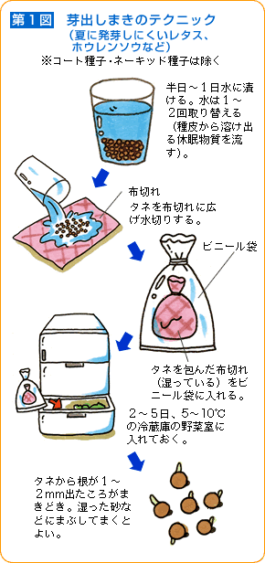 ホウレン草の栽培～育苗から定植～ : 毎日が日曜 晴耕雨読な日々